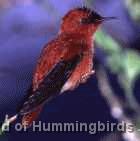 Hummingbird Garden Catalog: Juan Fernandez Firecrown